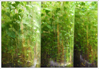 Created By DAPACU
Self Sustained Forests..